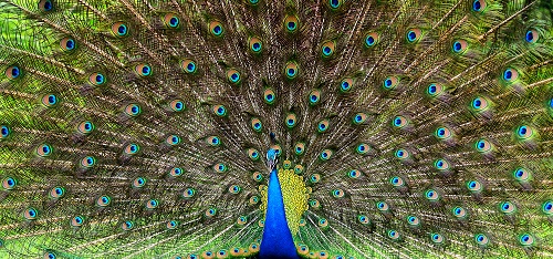 Peacock s s