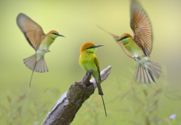South Sri Lanka Wildlife &amp; Beach