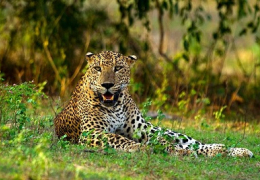 Sri Lanka Wildlife Highlights &amp; Beach