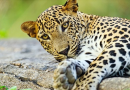 Leaves, Leopards &amp; Lazy Days 