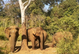 Angkor Temples, Mekong &amp; Elephants